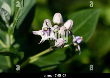 Akondo Un paradis pour les papillons monarques, cette variété géante Milkweed Calotropis gigantean a des fleurs blanches et violettes avec une légère teinte rose à être Banque D'Images