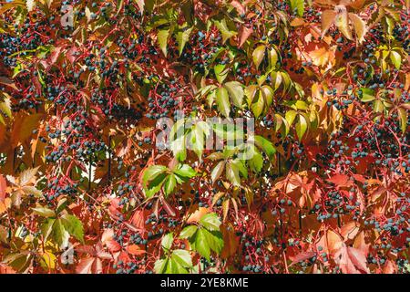 Feuilles colorées de Parthenocissus inserta. Crampon de fourré, faux crampon de Virginie, woodbine, ou Grape woodbine. Fond de nature d'automne. Banque D'Images