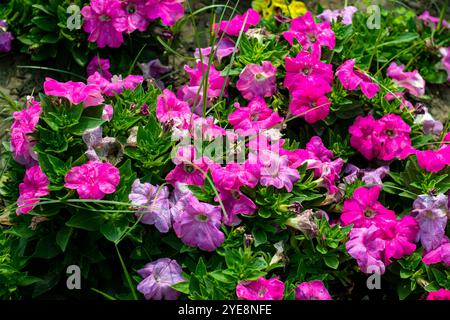Petunia atkinsiana hybrida grandiflora fleurs violettes rose vif en fleur, plante à fleurs de balcon, feuilles vertes. Cultivez du pétunia rose coloré dans votre Banque D'Images