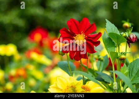 Pincer les plants de dahlia à fleurs rouges est mieux fait tôt dans la saison. Pincer ou couper les tiges de dahlia stimule l'énergie de la plante au produ Banque D'Images