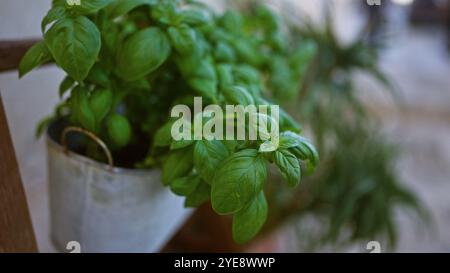 Scène en plein air dans les pouilles, italie avec une plante vibrante de basilic ocimum basilicum dans un pot en métal blanc prospérant à la lumière naturelle du soleil avec d'autres gre Banque D'Images