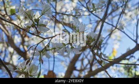 Délicates fleurs blanches de cercis siliquastrum, communément appelé arbre judas, fleurissant dans les extérieurs ensoleillés des pouilles, italie contre un ciel bleu vif Banque D'Images