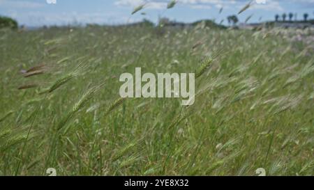 Un champ luxuriant de hordeum murinum, communément connu sous le nom d'orge murale, dans les pouilles, en italie, avec de l'herbe verte se balançant sous un ciel bleu vif, mettant en vedette le Ser Banque D'Images