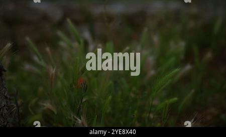 Gros plan de hordeum murinum, communément appelé orge à queue foxtail, dans son habitat naturel extérieur dans les pouilles, en italie, avec de la verdure et une plante douce soufflée par le vent Banque D'Images