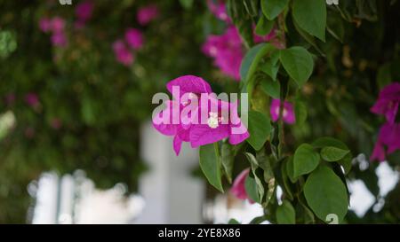 Fleurs de glabra bougainvilliers avec des pétales magenta vibrants et des feuilles vertes suspendues à l'extérieur à la lumière du jour à lanzarote, îles canaries, créent un an vif Banque D'Images