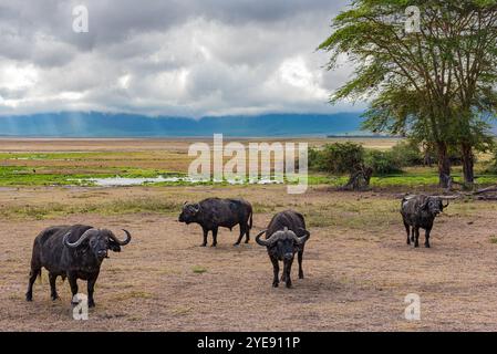 Quatre buffles du Cap dans le créateur de Ngorongoro, Tanzanie, ciel nuageux lourd Banque D'Images