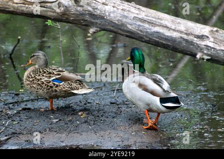 Deux canards colverts marchant loin de la caméra dans l'eau de l'étang dans le Minnesota. Banque D'Images