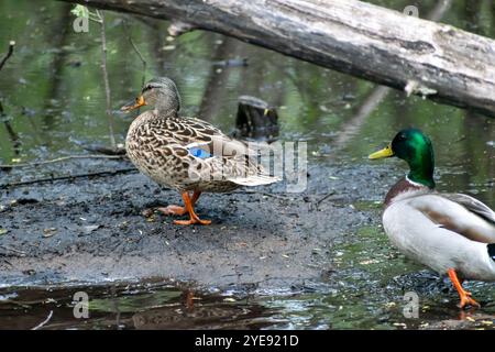 Deux canards colverts marchant loin de la caméra dans l'eau de l'étang dans le Minnesota. Banque D'Images