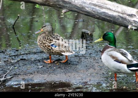 Deux canards colverts marchant loin de la caméra dans l'eau de l'étang dans le Minnesota. Banque D'Images