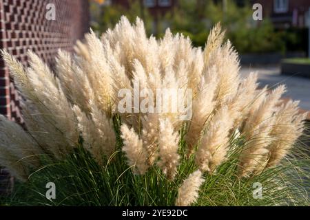 Belle herbe ornementale poussant dans le jardin en automne. Banque D'Images