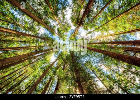 Vue de dessous de grands vieux arbres dans la forêt primitive Banque D'Images