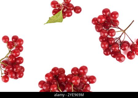 Vue de dessus des bouquets de viburnum mûrs sur fond blanc avec espace pour le texte. Baies d'automne. Banque D'Images