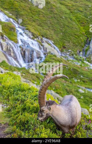 Bouillie des Alpes, bouillie de Capra, steinbock espèce européenne de chèvre vivant dans les Alpes. Chèvre de montagne dans les Alpes près de Chamonix Mont Blanc. Chèvre sauvage Banque D'Images