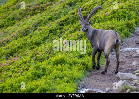 Bouillie des Alpes, bouillie de Capra, steinbock espèce européenne de chèvre vivant dans les Alpes. Chèvre de montagne dans les Alpes près de Chamonix Mont Blanc. Chèvre sauvage Banque D'Images