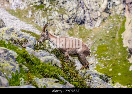 Bouillie des Alpes, bouillie de Capra, steinbock espèce européenne de chèvre vivant dans les Alpes. Chèvre de montagne dans les Alpes près de Chamonix Mont Blanc. Chèvre sauvage Banque D'Images