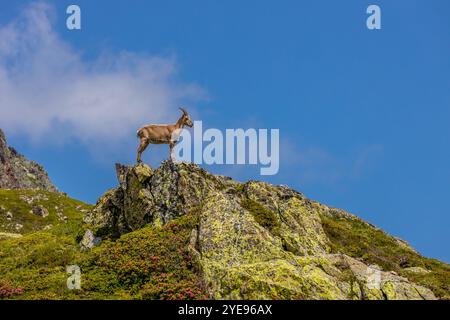 Bouillie des Alpes, bouillie de Capra, steinbock espèce européenne de chèvre vivant dans les Alpes. Chèvre de montagne dans les Alpes près de Chamonix Mont Blanc. Chèvre sauvage Banque D'Images