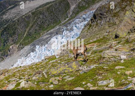 Bouillie des Alpes, bouillie de Capra, steinbock espèce européenne de chèvre vivant dans les Alpes. Chèvre de montagne dans les Alpes près de Chamonix Mont Blanc. Chèvre sauvage Banque D'Images