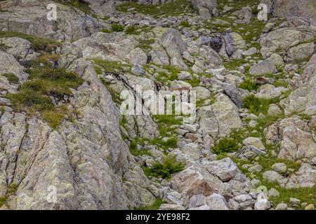 Bouillie des Alpes, bouillie de Capra, steinbock espèce européenne de chèvre vivant dans les Alpes. Chèvre de montagne dans les Alpes près de Chamonix Mont Blanc. Chèvre sauvage Banque D'Images