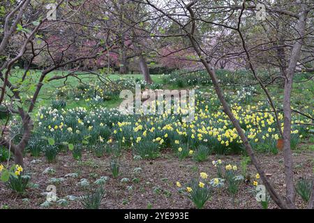 Un parterre de jonquilles sauvages niché dans une ligne d'arbres. Banque D'Images