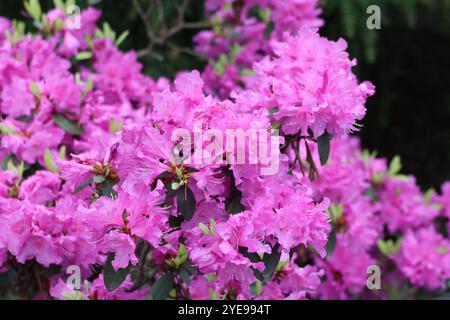 Une photographie rapprochée d'une fleur de rosebay de Catawba. Banque D'Images