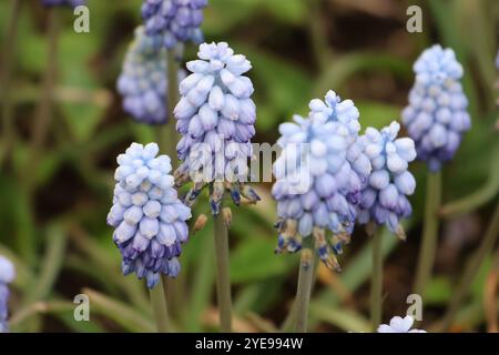 une photographie rapprochée d'un amas de fleurs de jacinthe de raisin bleu. Banque D'Images