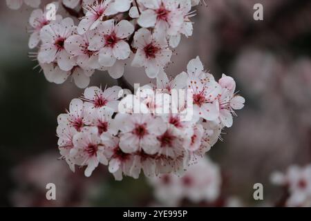 Photographie rapprochée d'un cerisier prunier en pleine floraison au début du printemps. Banque D'Images