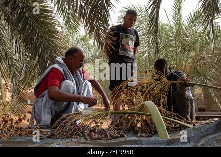 Nicolas Remene/le Pictorium - la Guetna : fête de la récolte des dattes dans l'Adrar mauritanien. - 12/07/2024 - Mauritanie/Adrar/Terjit - dates de récolte pendant la Guetna à Jemal qui a un camp au milieu d'une belle palmeraie dans l'oasis de Terjit, un petit village d'Adrar en Mauritanie, le 10 juillet 2024. La guetna, cette période festive de récolte date qui se déroule habituellement entre le 15 juillet et la fin août dans les palmeraies de l’Adrar et celles du Tagant (Centre) tombe au milieu de la saison touristique locale et représente un point culminant de la vie mauritanienne. Beaucoup Banque D'Images