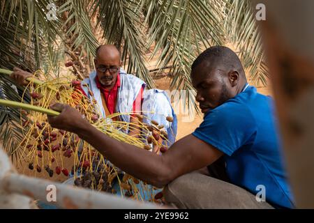 Nicolas Remene/le Pictorium - la Guetna : fête de la récolte des dattes dans l'Adrar mauritanien. - 12/07/2024 - Mauritanie/Adrar/Terjit - dates de récolte pendant la Guetna à Jemal qui a un camp au milieu d'une belle palmeraie dans l'oasis de Terjit, un petit village d'Adrar en Mauritanie, le 10 juillet 2024. La guetna, cette période festive de récolte date qui se déroule habituellement entre le 15 juillet et la fin août dans les palmeraies de l’Adrar et celles du Tagant (Centre) tombe au milieu de la saison touristique locale et représente un point culminant de la vie mauritanienne. Beaucoup Banque D'Images