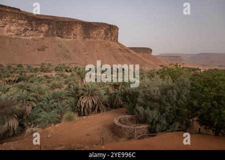 Nicolas Remene/le Pictorium - la Guetna : fête de la récolte des dattes dans l'Adrar mauritanien. - 07/07/2024 - Mauritanie/Adrar/Terjit - vue sur la palmeraie et l'oasis de Terjit, un petit village d'Adrar en Mauritanie, le 7 juillet 2024, à la veille de la Guetna. La guetna, cette période festive de récolte des dattes qui se déroule habituellement entre le 15 juillet et la fin août dans les palmeraies de l’Adrar et celles du Tagant (Centre) tombe au milieu de la saison touristique locale et représente un moment fort de la vie mauritanienne. De nombreux Mauritaniens, en vacances, convergent depuis la ce urbaine Banque D'Images