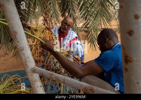 Nicolas Remene/le Pictorium - la Guetna : fête de la récolte des dattes dans l'Adrar mauritanien. - 12/07/2024 - Mauritanie/Adrar/Terjit - dates de récolte pendant la Guetna à Jemal qui a un camp au milieu d'une belle palmeraie dans l'oasis de Terjit, un petit village d'Adrar en Mauritanie, le 10 juillet 2024. La guetna, cette période festive de récolte date qui se déroule habituellement entre le 15 juillet et la fin août dans les palmeraies de l’Adrar et celles du Tagant (Centre) tombe au milieu de la saison touristique locale et représente un point culminant de la vie mauritanienne. Beaucoup Banque D'Images