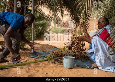 Nicolas Remene/le Pictorium - la Guetna : fête de la récolte des dattes dans l'Adrar mauritanien. - 12/07/2024 - Mauritanie/Adrar/Terjit - dates de récolte pendant la Guetna à Jemal qui a un camp au milieu d'une belle palmeraie dans l'oasis de Terjit, un petit village d'Adrar en Mauritanie, le 10 juillet 2024. La guetna, cette période festive de récolte date qui se déroule habituellement entre le 15 juillet et la fin août dans les palmeraies de l’Adrar et celles du Tagant (Centre) tombe au milieu de la saison touristique locale et représente un point culminant de la vie mauritanienne. Beaucoup Banque D'Images