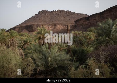 Nicolas Remene/le Pictorium - la Guetna : fête de la récolte des dattes dans l'Adrar mauritanien. - 11/07/2024 - Mauritanie/Adrar/Terjit - la palmeraie et l'oasis de Terjit, un petit village d'Adrar en Mauritanie, le 11 juillet 2024, à la veille de la Guetna. La guetna, cette période festive de récolte des dattes qui se déroule habituellement entre le 15 juillet et la fin août dans les palmeraies de l’Adrar et celles du Tagant (Centre) tombe au milieu de la saison touristique locale et représente un moment fort de la vie mauritanienne. Beaucoup de Mauritaniens, en vacances, convergent des centres urbains towa Banque D'Images