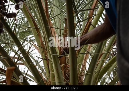 Nicolas Remene/le Pictorium - la Guetna : fête de la récolte des dattes dans l'Adrar mauritanien. - 12/07/2024 - Mauritanie/Adrar/Terjit - dates de récolte pendant la Guetna à Jemal qui a un camp au milieu d'une belle palmeraie dans l'oasis de Terjit, un petit village d'Adrar en Mauritanie, le 10 juillet 2024. La guetna, cette période festive de récolte date qui se déroule habituellement entre le 15 juillet et la fin août dans les palmeraies de l’Adrar et celles du Tagant (Centre) tombe au milieu de la saison touristique locale et représente un point culminant de la vie mauritanienne. Beaucoup Banque D'Images