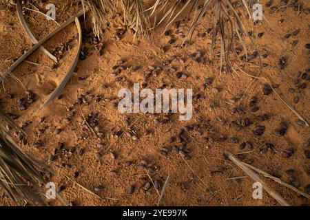 Nicolas Remene/le Pictorium - la Guetna : fête de la récolte des dattes dans l'Adrar mauritanien. - 11/07/2024 - Mauritanie/Adrar/Terjit - la palmeraie et l'oasis de Terjit, un petit village d'Adrar en Mauritanie, le 11 juillet 2024, à la veille de la Guetna. La guetna, cette période festive de récolte des dattes qui se déroule habituellement entre le 15 juillet et la fin août dans les palmeraies de l’Adrar et celles du Tagant (Centre) tombe au milieu de la saison touristique locale et représente un moment fort de la vie mauritanienne. Beaucoup de Mauritaniens, en vacances, convergent des centres urbains towa Banque D'Images