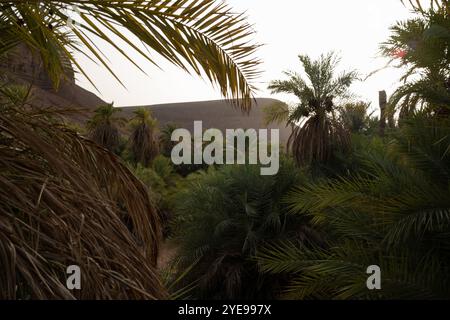 Nicolas Remene/le Pictorium - la Guetna : fête de la récolte des dattes dans l'Adrar mauritanien. - 11/07/2024 - Mauritanie/Adrar/Terjit - la palmeraie et l'oasis de Terjit, un petit village d'Adrar en Mauritanie, le 11 juillet 2024, à la veille de la Guetna. La guetna, cette période festive de récolte des dattes qui se déroule habituellement entre le 15 juillet et la fin août dans les palmeraies de l’Adrar et celles du Tagant (Centre) tombe au milieu de la saison touristique locale et représente un moment fort de la vie mauritanienne. Beaucoup de Mauritaniens, en vacances, convergent des centres urbains towa Banque D'Images