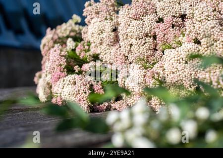 Un groupe de fleurs roses pâles et blanches fleurissent vibramment sous la lumière du soleil, entouré d'une végétation luxuriante, créant une atmosphère de jardin tranquille. Banque D'Images