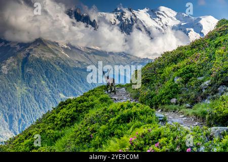 Bouillie des Alpes, bouillie de Capra, steinbock espèce européenne de chèvre vivant dans les Alpes. Chèvre de montagne dans les Alpes près de Chamonix Mont Blanc. Chèvre sauvage Banque D'Images