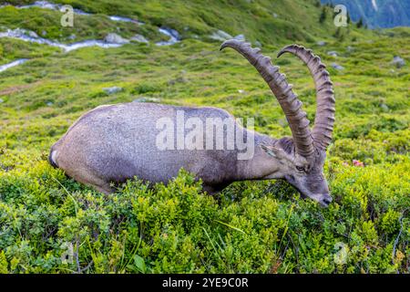 Bouillie des Alpes, bouillie de Capra, steinbock espèce européenne de chèvre vivant dans les Alpes. Chèvre de montagne dans les Alpes près de Chamonix Mont Blanc. Chèvre sauvage Banque D'Images