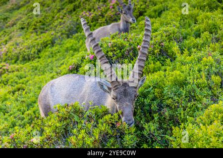 Bouillie des Alpes, bouillie de Capra, steinbock espèce européenne de chèvre vivant dans les Alpes. Chèvre de montagne dans les Alpes près de Chamonix Mont Blanc. Chèvre sauvage Banque D'Images