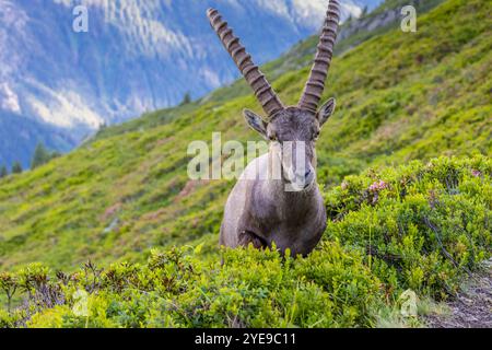 Bouillie des Alpes, bouillie de Capra, steinbock espèce européenne de chèvre vivant dans les Alpes. Chèvre de montagne dans les Alpes près de Chamonix Mont Blanc. Chèvre sauvage Banque D'Images