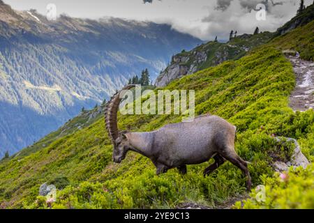 Bouillie des Alpes, bouillie de Capra, steinbock espèce européenne de chèvre vivant dans les Alpes. Chèvre de montagne dans les Alpes près de Chamonix Mont Blanc. Chèvre sauvage Banque D'Images