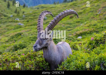 Bouillie des Alpes, bouillie de Capra, steinbock espèce européenne de chèvre vivant dans les Alpes. Chèvre de montagne dans les Alpes près de Chamonix Mont Blanc. Chèvre sauvage Banque D'Images