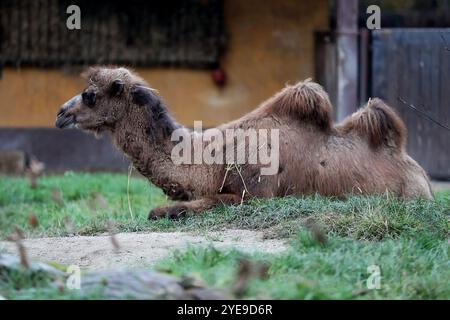 Zagreb, Hrvatska. 30 octobre 2024. Le jeune chameau à deux bosses, âgé d'un an et demi, Zsofia est arrivé au ZOO de Zagreb le 30 octobre 2024, à Zagreb, en Croatie. Elle est arrivée du zoo de Sosto près de la ville de Nyiregyhaza dans le nord de la Hongrie. Zsofia a été accueillie à Zagreb par Abdul II, un homme de dix ans et Aisha de vingt et un ans. Photo : zeljko Hladika/PIXSELL crédit : Pixsell/Alamy Live News Banque D'Images