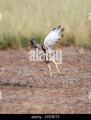 Butastur teesa, buzzard aux yeux blancs, au sanctuaire de blackbuck tal chhapar rajasthan india, oiseau sauvage de proie expression du visage avec contact visuel complet de l'envergure de l'aile Banque D'Images