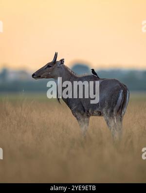 Nilgai mâle sauvage ou taureau bleu ou Boselaphus tragocamelus au sanctuaire tal chhapar churu rajasthan inde asie. une antilope asiatique et un drongo noir Banque D'Images