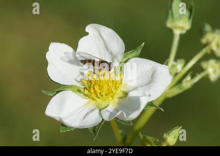 Gros plan femelle mouche en hêtre annelée hoverfly (Fagisyrphus cinctus syn. Melangyna cincta), famille des Syrphidae sur la fleur de la fraise (Fragaria), Banque D'Images