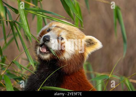 Vue rapprochée de panda rouge mignon (Ailurus fulgens) isolé à l'extérieur jusqu'à la méchanceté, grimpant à un arbre et mangeant des feuilles de bambou. Banque D'Images