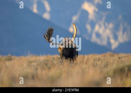 L'orignal nommé Hoback pendant l'ornière dans le parc national de Grand Teton, Wyomings Banque D'Images