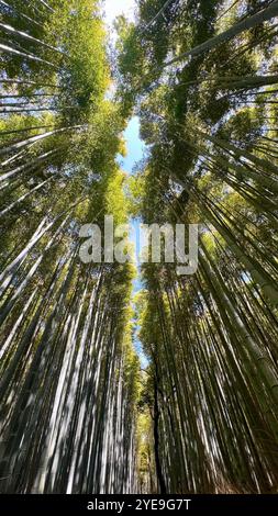 Forêt de bambous avec de grands arbres au Japon Banque D'Images