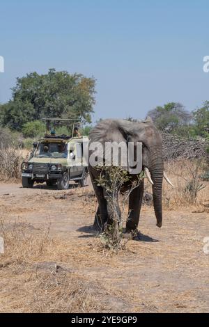Eléphant d'Afrique (Loxodonta africana) traversant devant un véhicule de safari dans le parc national de Ruaha, Tanzanie Banque D'Images